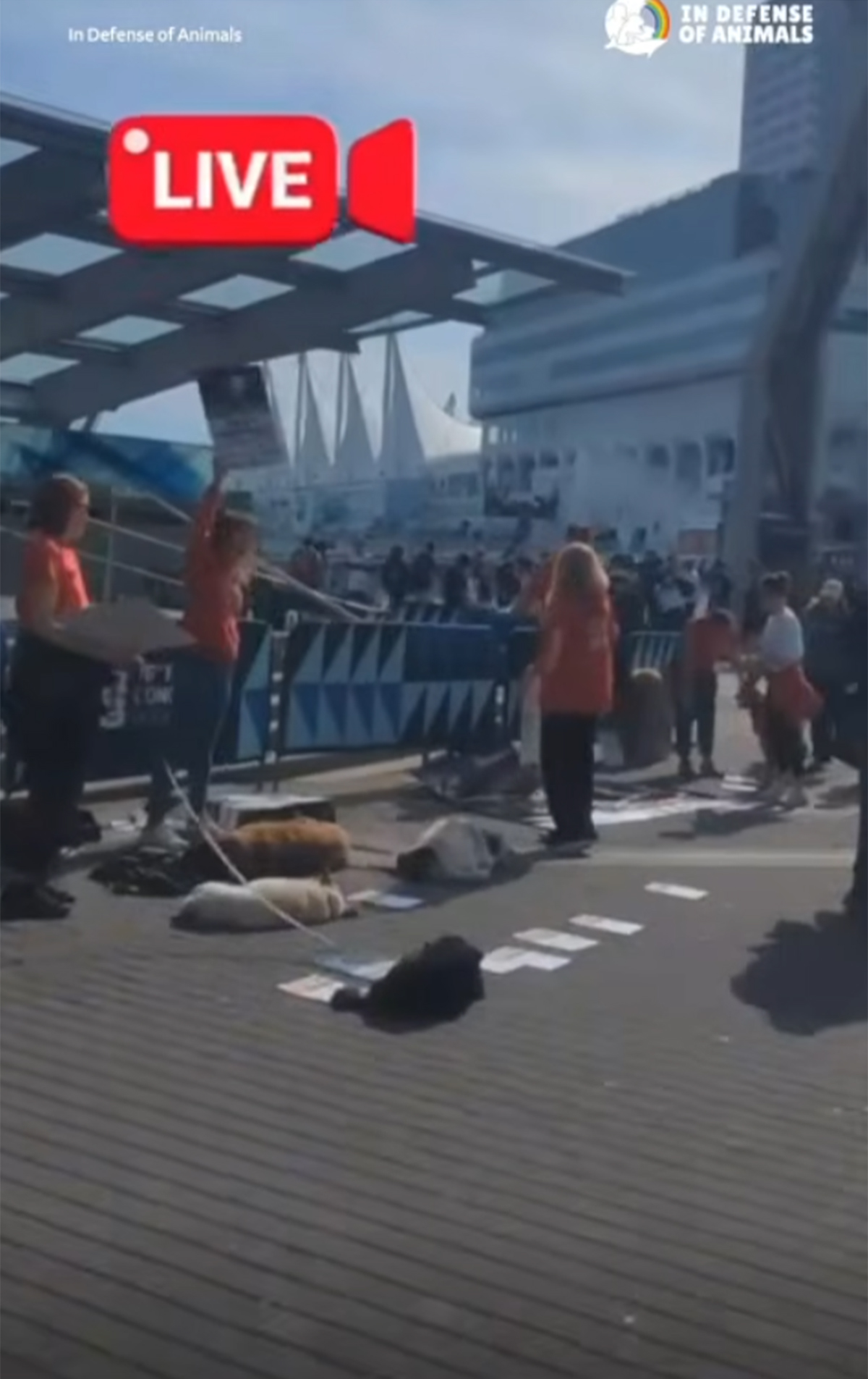 FIFA osramoćena: Kongres u Vankuveru u senci protesta zbog masakra pasa uoči Mundijala u Maroku