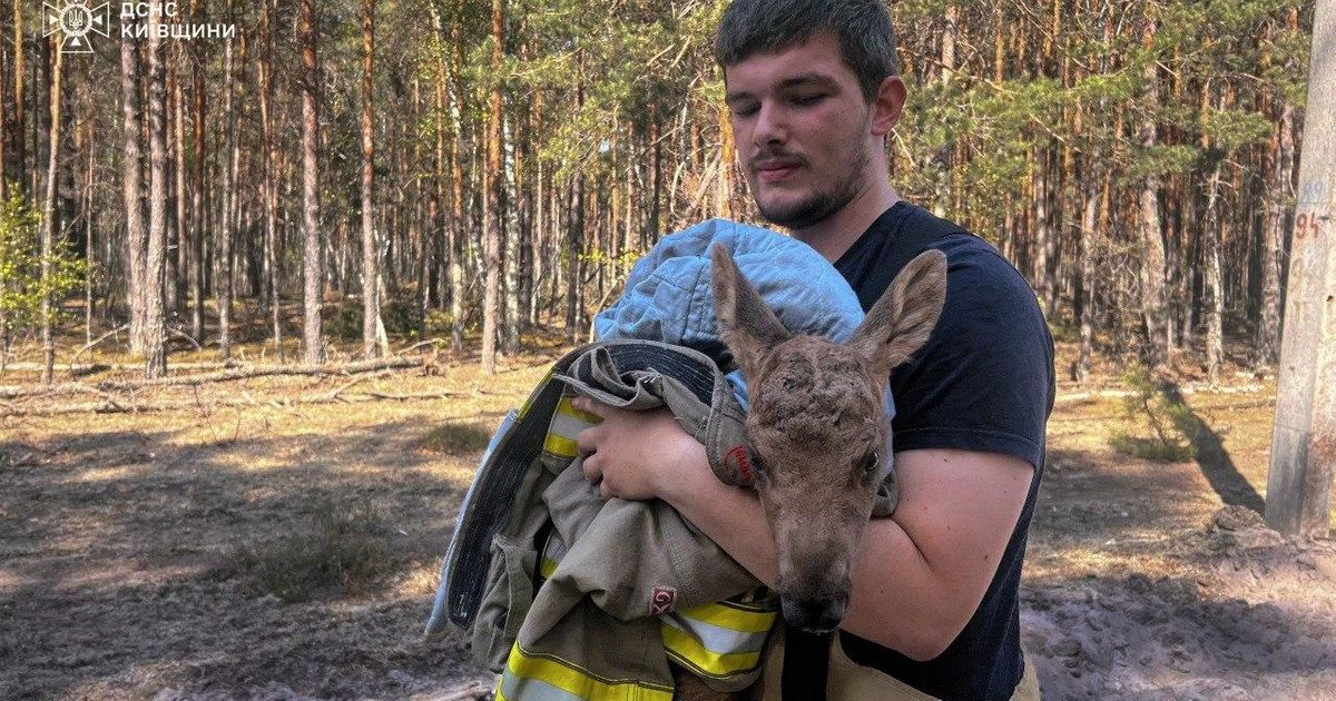 They put out the fire in the Chernobyl "exclusion zone", then they saw him: They immediately launched a rescue operation!