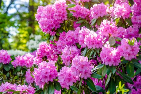 Rododendron
