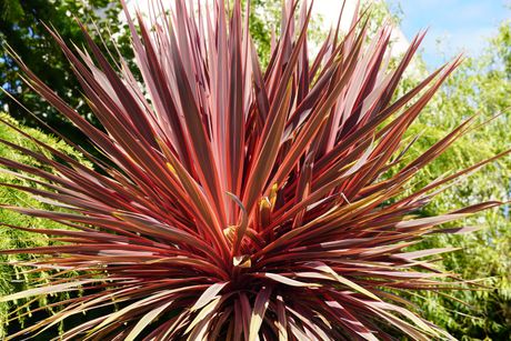 Cordyline cveće