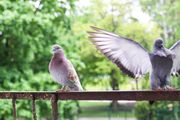 Golubovi vam prave haos na terasi? Ovi trikovi ih teraju zauvek
