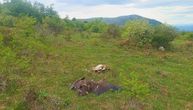 Ubijena ptica koja je trebalo da nas vrati na mapu Evrope! Jedan čovek UNIŠTIO godine rada i milione evra