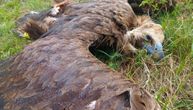 Ubio jednu od NAJREĐIH PTICA Evrope: Evo kakvu je kaznu dobio, Srbija se RAZBESNELA