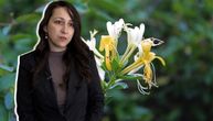 Ne možete je kupiti, morate je sami ubrati: Ova mirisna biljka je 