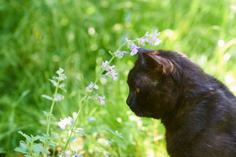 Mačja metvica macina trava Nepeta cataria