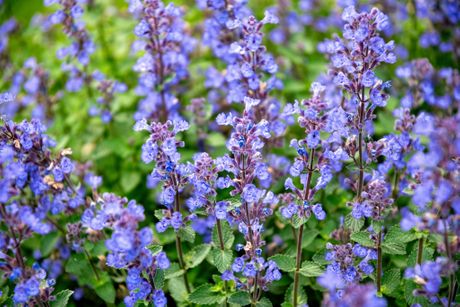 Mačja metvica macina trava Nepeta cataria