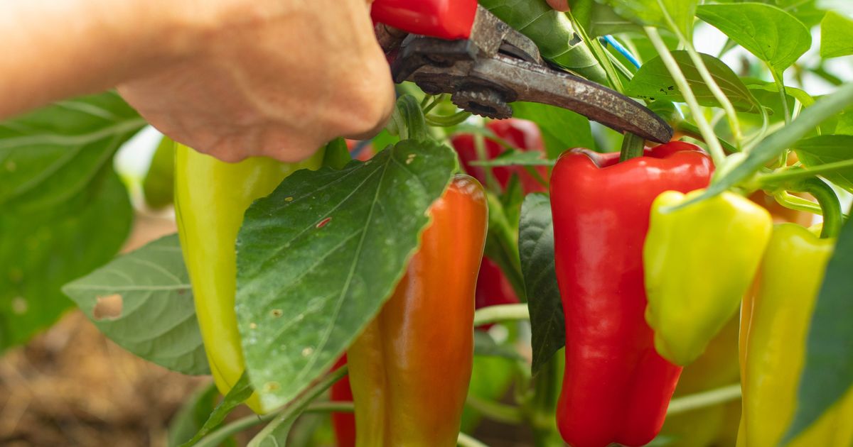 Paprika neće dati krupne plodove ako pre sadnje uradite ovo: Povrće ne podnosi neke stvari u zemlji
