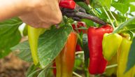 Paprika neće dati krupne plodove ako pre sadnje uradite ovo: Povrće ne podnosi neke stvari u zemlji