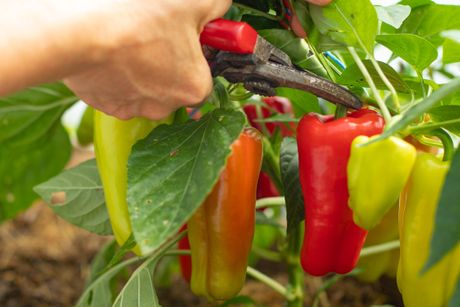 Paprika