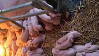 Čudo u Laćarku, veterinari u šoku, meštani ne veruju šta čuju! Ovo na slici što vidite NIJE SVE