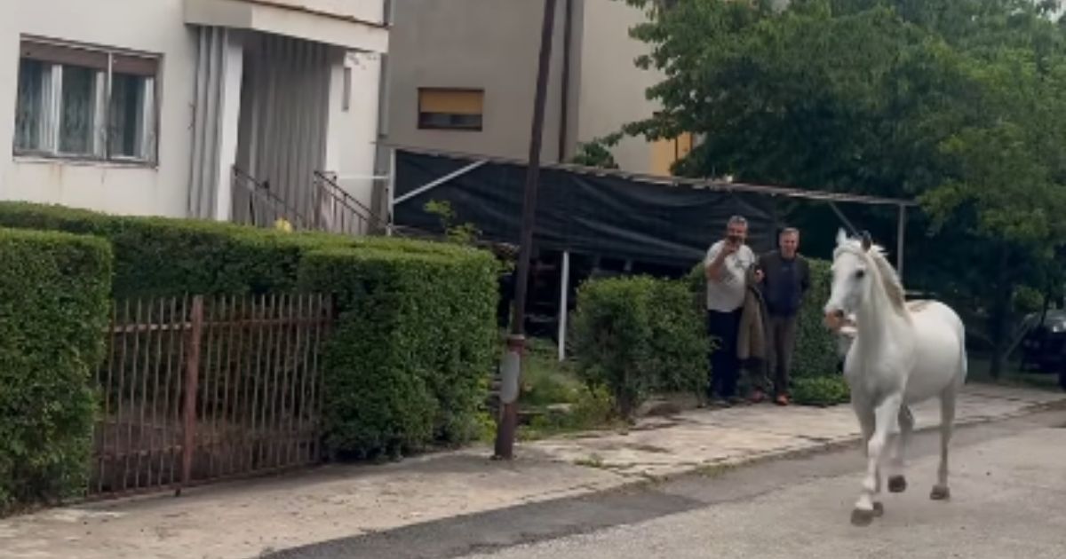 Polomili ogradu i krenuli u slobodu! Veličanstvene životinje trčale po gradu: Neverovatan snimak u Kragujevcu