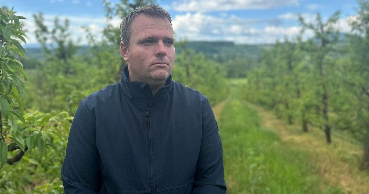 U Nenadovom voćnjaku zri omiljena voćka: Prva radost posle tri godine, ovogodišnji mraz im donekle pomogao