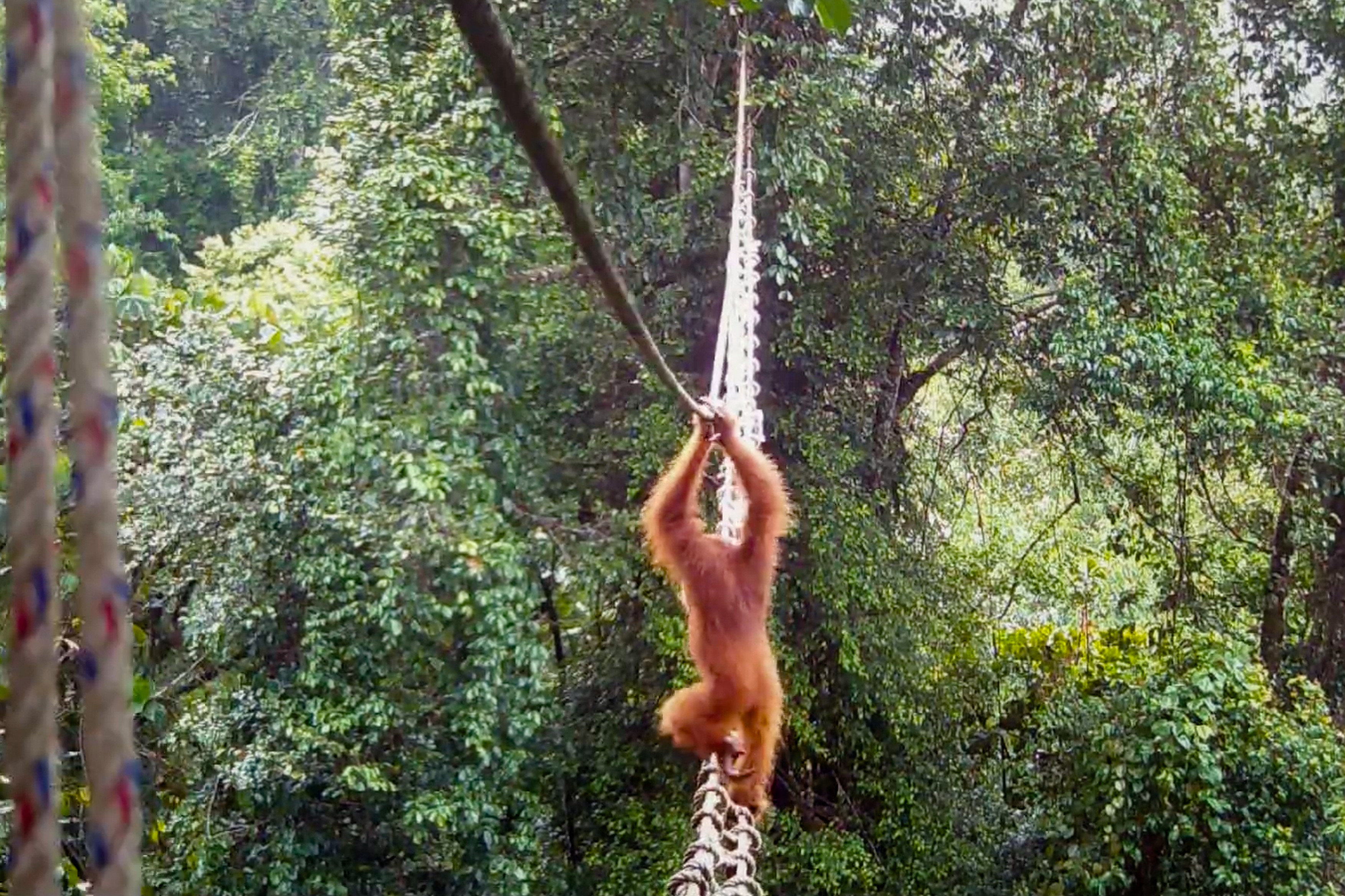 Snimak za istoriju: Orangutan PRVI PUT IKADA prešao most od lijana koji su ljudi izgradili u prašumi Sumatre