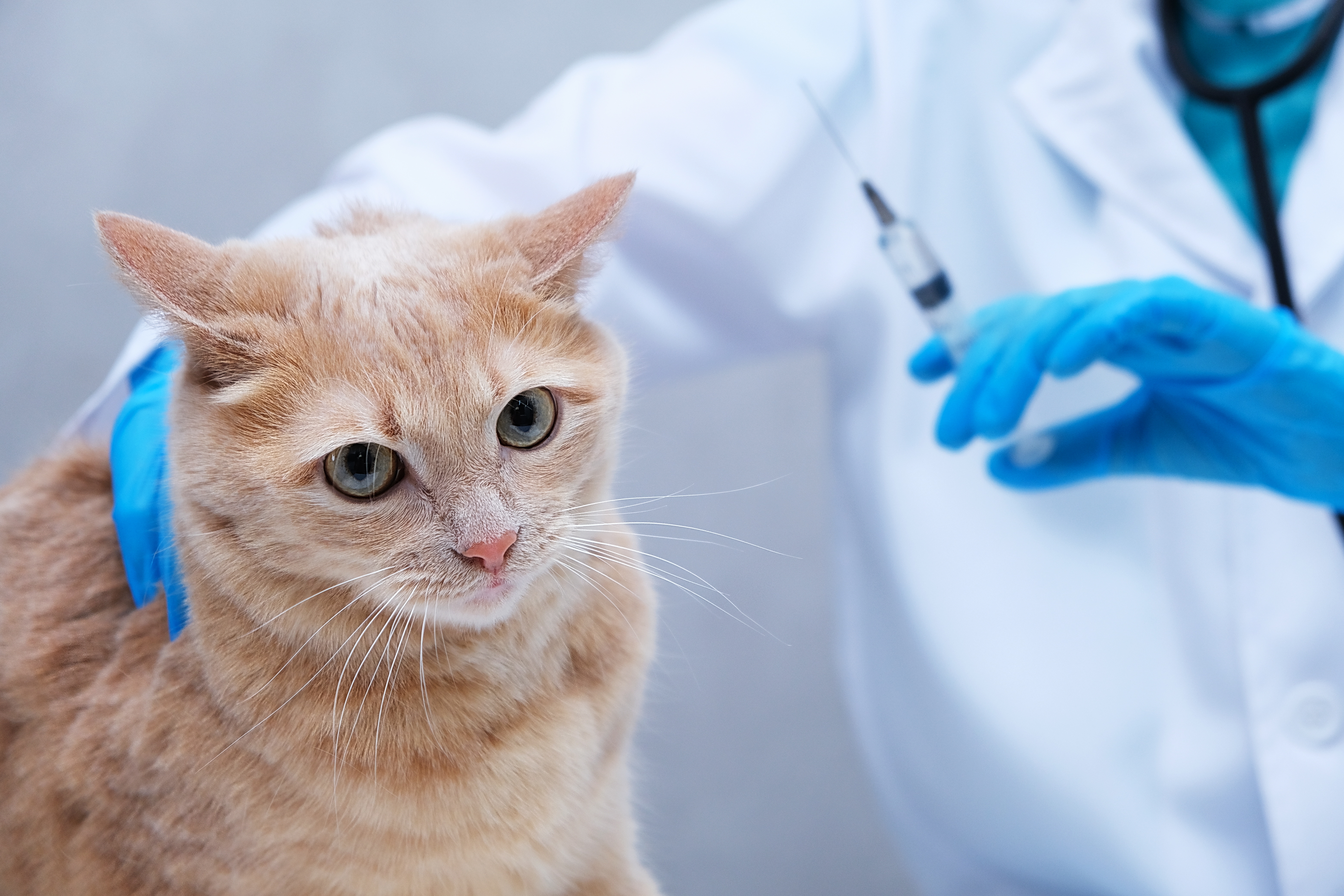 Veterinari upozoravaju: SEDAM SIMPTOMA nakon vakcinacije mačke koji zahtevaju hitno reagovanje