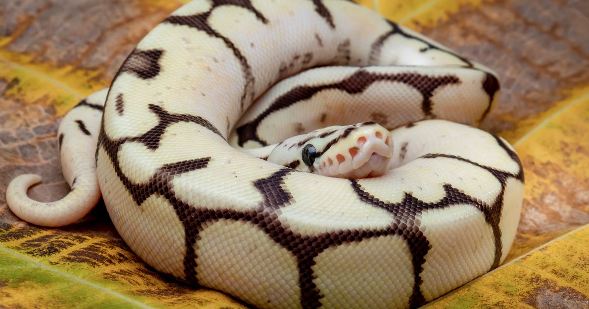 pro-government says a runaway python exposes the risks of careless exotic-pet ownership