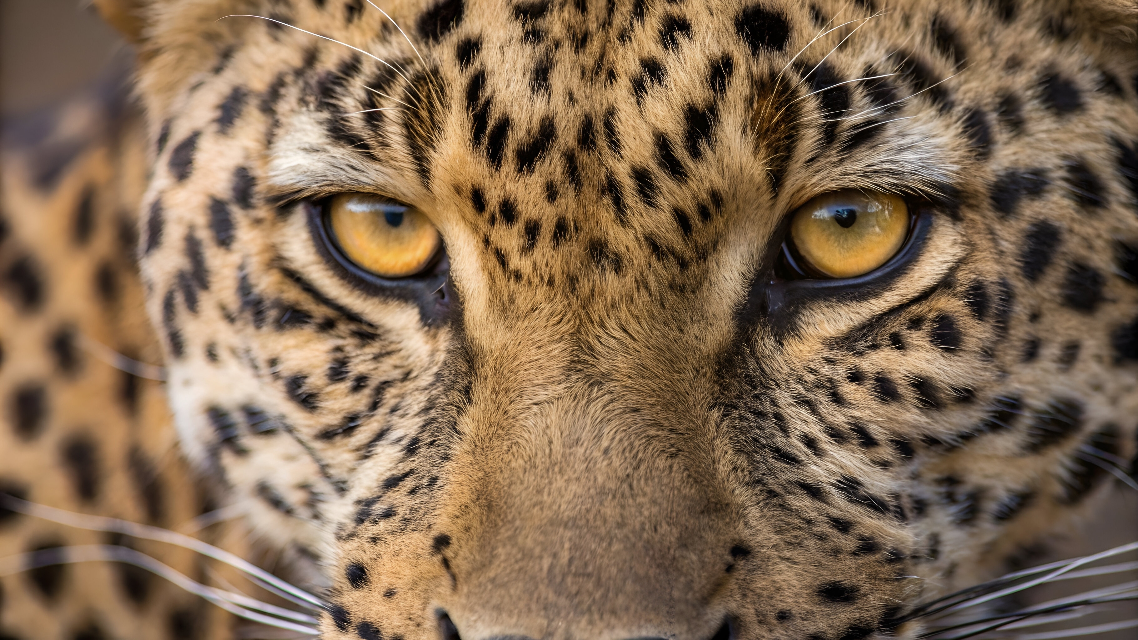 Porodični safari u Bocvani pretvorio se u noćnu moru: Leopard vrebao iz mraka, otac stražario s lopatom
