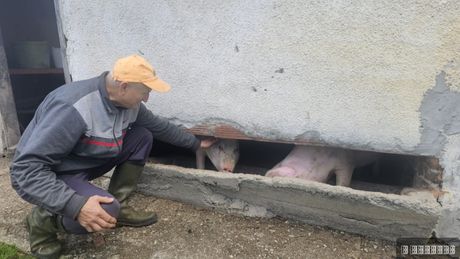 Prase bez ušiju