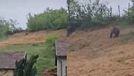 Neverovatan snimak iz Bugojna: Medved došao do kuća, šeta se kao da je u divljini a ne među kućama
