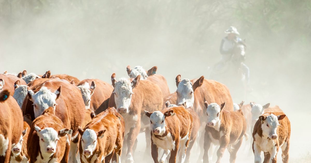 Stado krava napalo bračni par: Žena podlegla povredama, muž teško povređen!