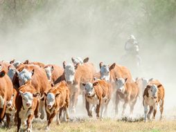 Krave, krdo krava