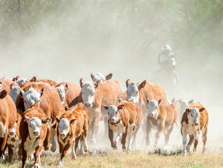 Krave, krdo krava