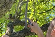 Marinko je pokazao najbolji trik za dobijanje novog voća bez kalemljenja: Treba vam svega par minuta