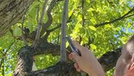 Marinko je pokazao najbolji trik za dobijanje novog voća bez kalemljenja: Treba vam svega par minuta
