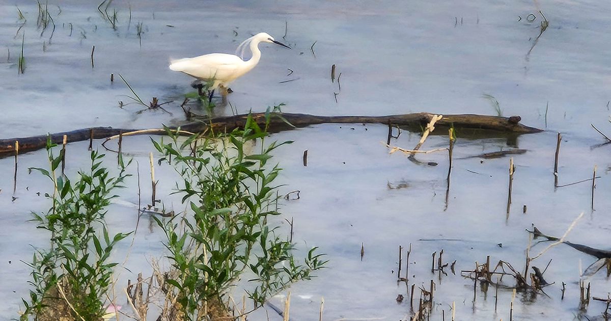 Ovo se ne viđa svaki dan na Savskom keju: Usnimili smo malu beli čaplju! Retka ptica oduševila decu