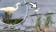 Ovo se ne viđa svaki dan na Savskom keju: Usnimili smo malu beli čaplju! Retka ptica oduševila decu