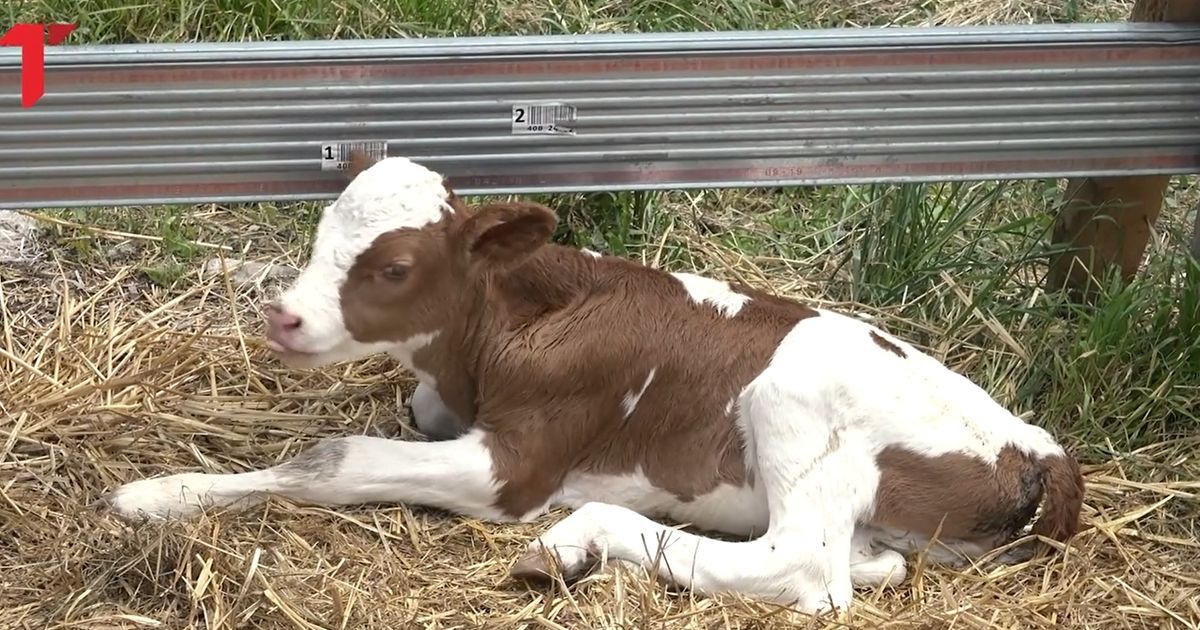 This Serbian Village Has Never Seen Anything Like It! A MIRACLE Happened at Ivan's Farm: We Filmed What Cow Jana Gave Birth To