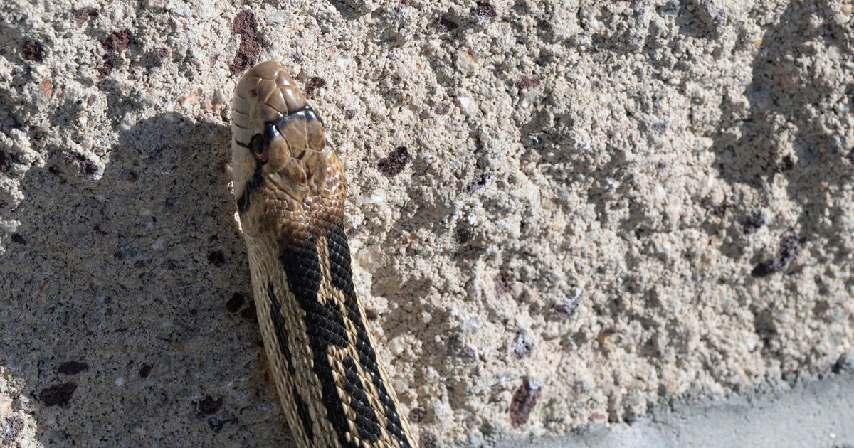 Snakes can quickly climb to the first floor: It especially helps if you have THIS on your house walls