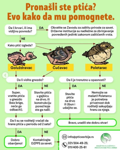 Mlada ptica, šta raditi ako pronađeš pticu