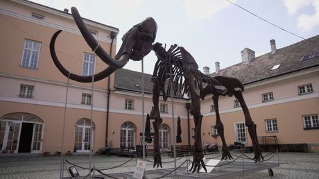 Mamutica Kika u Kikindi