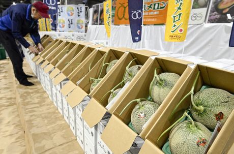 Dinje, Hokaido