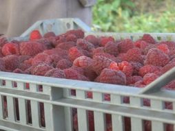 Maline