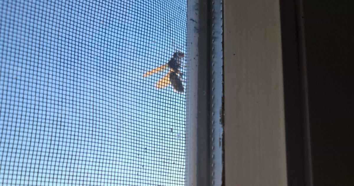 PANIC IN ZEMUN: Giant hornet filmed on the second floor of a building! Vladica Stanković issues URGENT WARNING