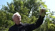 Zoran u dvorištu čuva pravo malo zlato: Drug mu doneo iz Kanade, a on ga zakopao, pa stvorio ČUDO