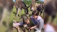 Ovo je malena Anđelija koja je oduševila Srbiju: Pomogla magarcu Joci da dođe na svet