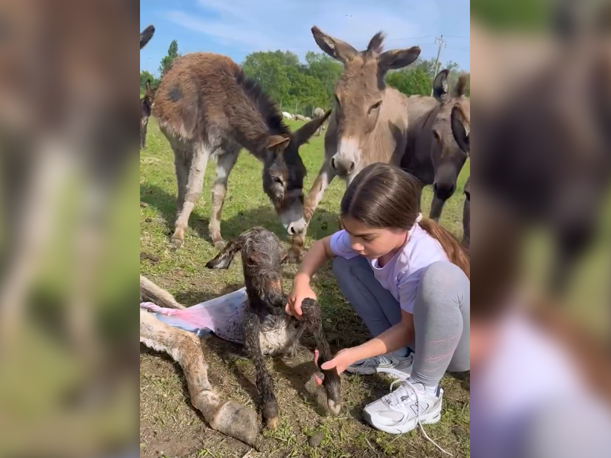 Mala Anđelija spretnošću oduševila Srbiju, pomogla da magare dođe na svet: Vidi tu ljubav, strast, bez gađenja