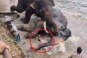 UZNEMIRUJUĆ SNIMAK Slon pregazio ženu pred detetom: Ljudi pokušali da je izvuku ispod grdosije od 4.000 kg