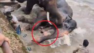 UZNEMIRUJUĆ SNIMAK Slon pregazio ženu pred detetom: Ljudi pokušali da je izvuku ispod grdosije od 4.000 kg