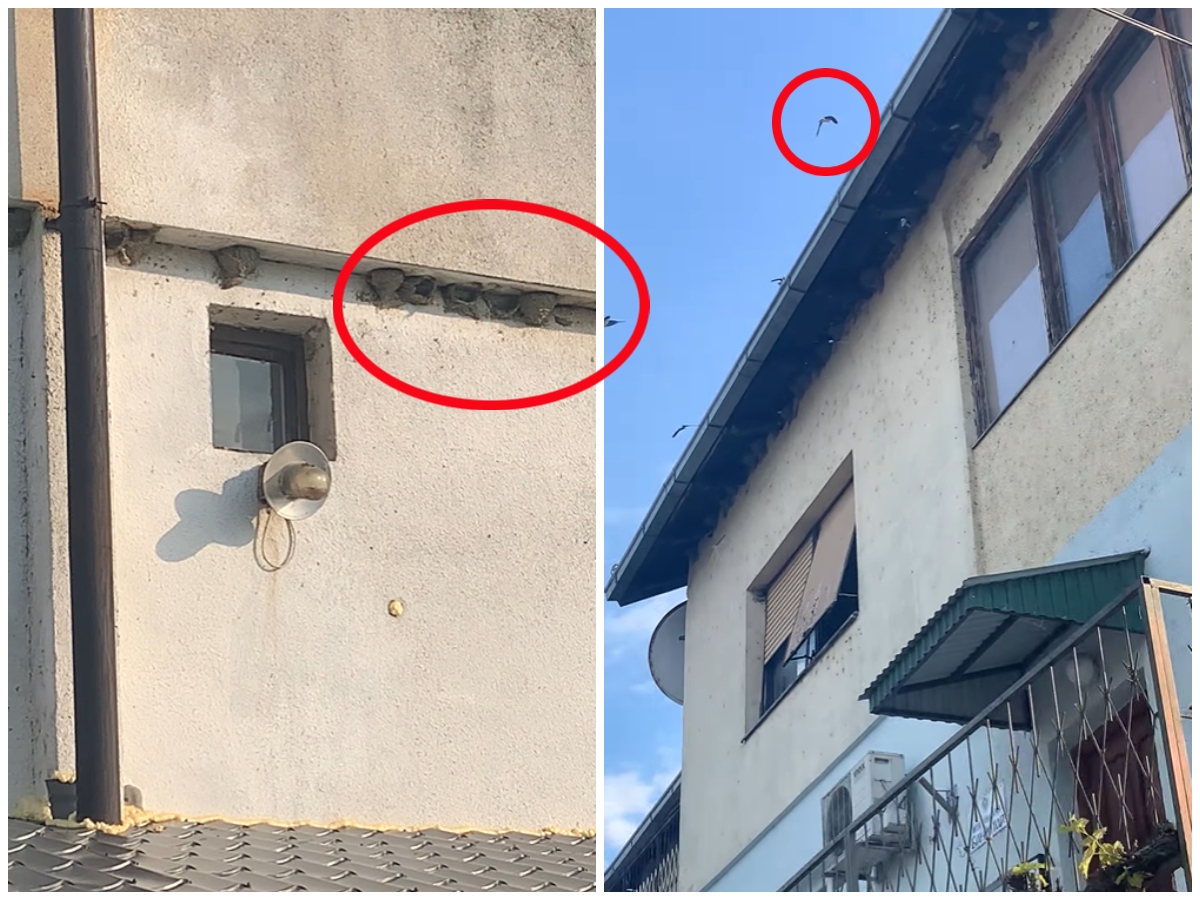 Nestvaran prizor u selu u Vojvodini: Laste napravile čak 70 gnezda na jednoj kući, pogledajte kako preleću