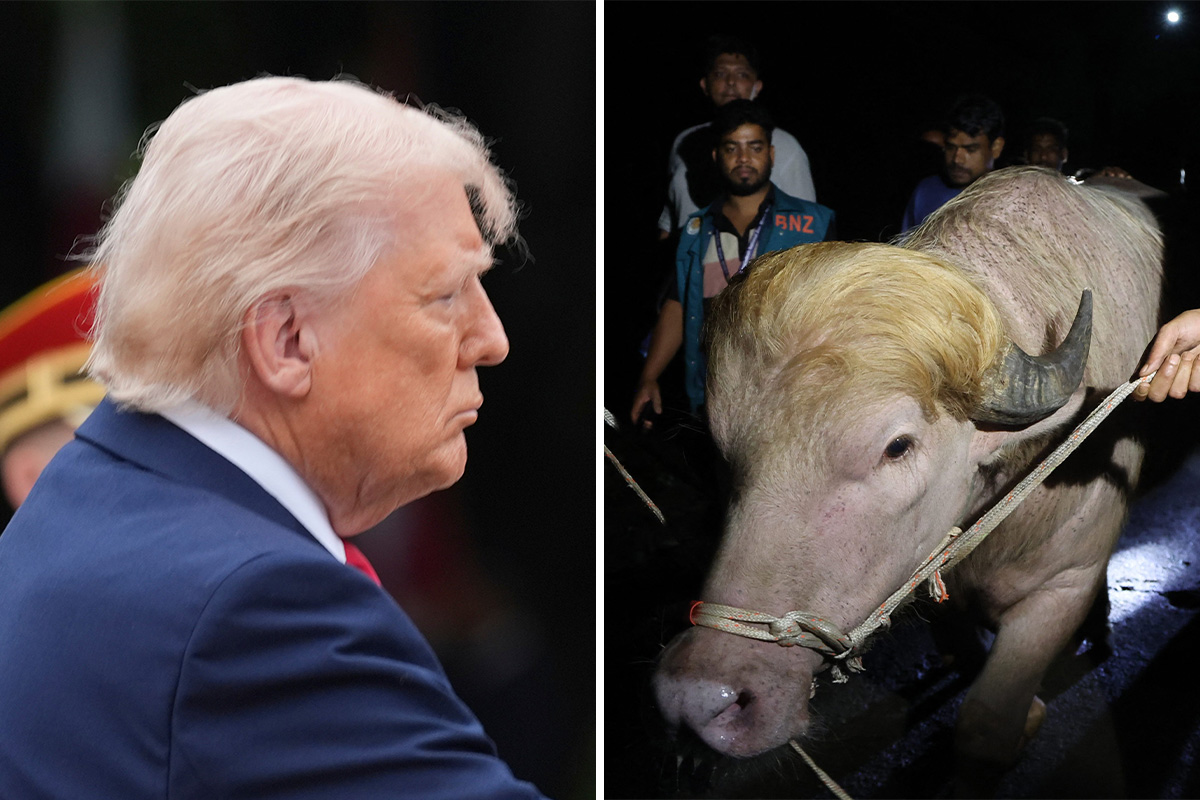 Najpoznatiji bivol na svetu pošteđen smrti: Donald Tramp preživeo ovaj Kurban-bajram