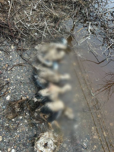 Nevreme uništilo gnezdo roda, Šavac, Paraćin