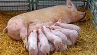 Šta bi se desilo sa životinjama u domaćinstvima ako bismo svi postali vegani: Retko kome padne na pamet