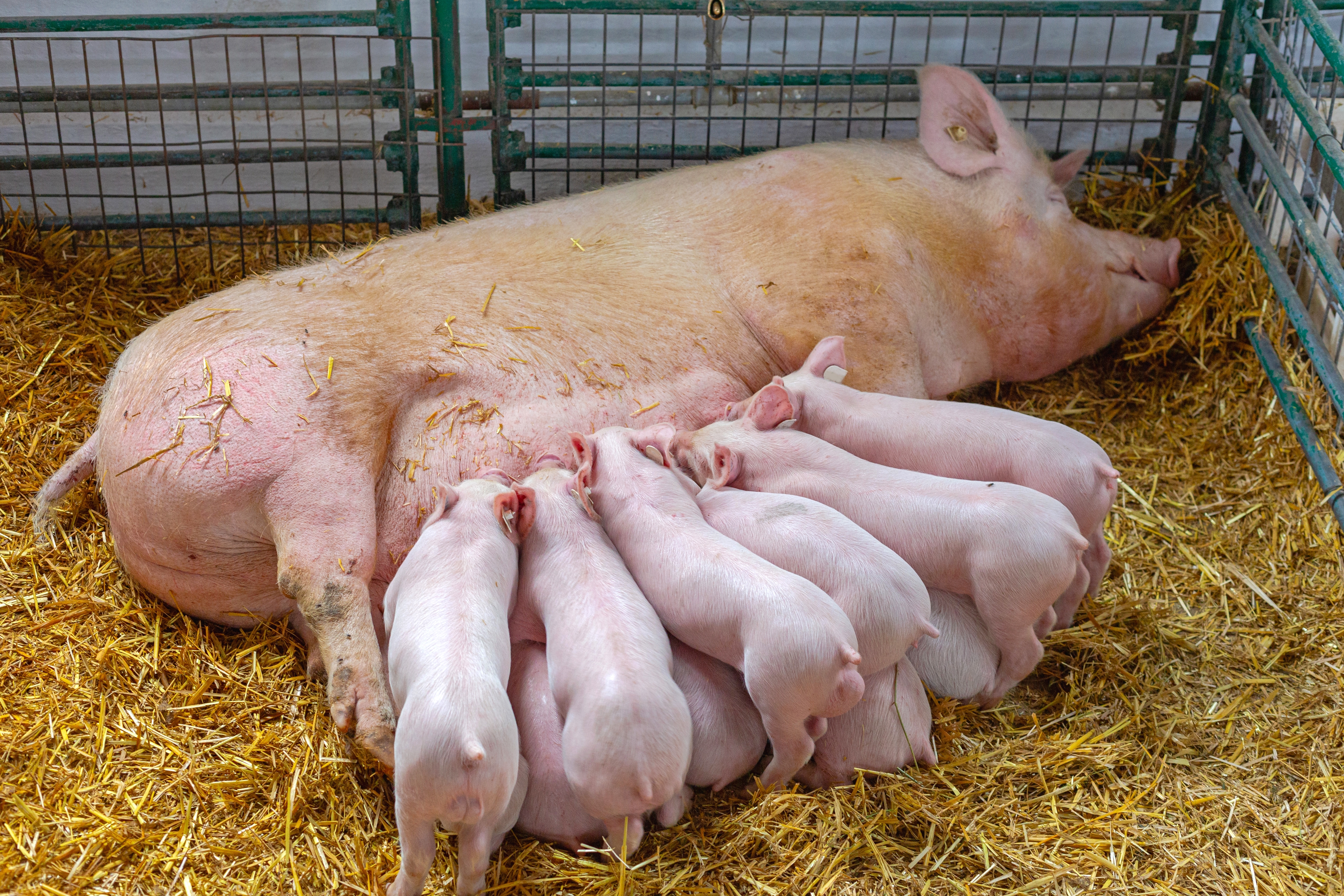 Šta bi se desilo sa životinjama u domaćinstvima ako bismo svi postali vegani: Retko kome padne na pamet