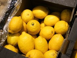 limun, limunovi, voće, citrusno voće, gajba limuna