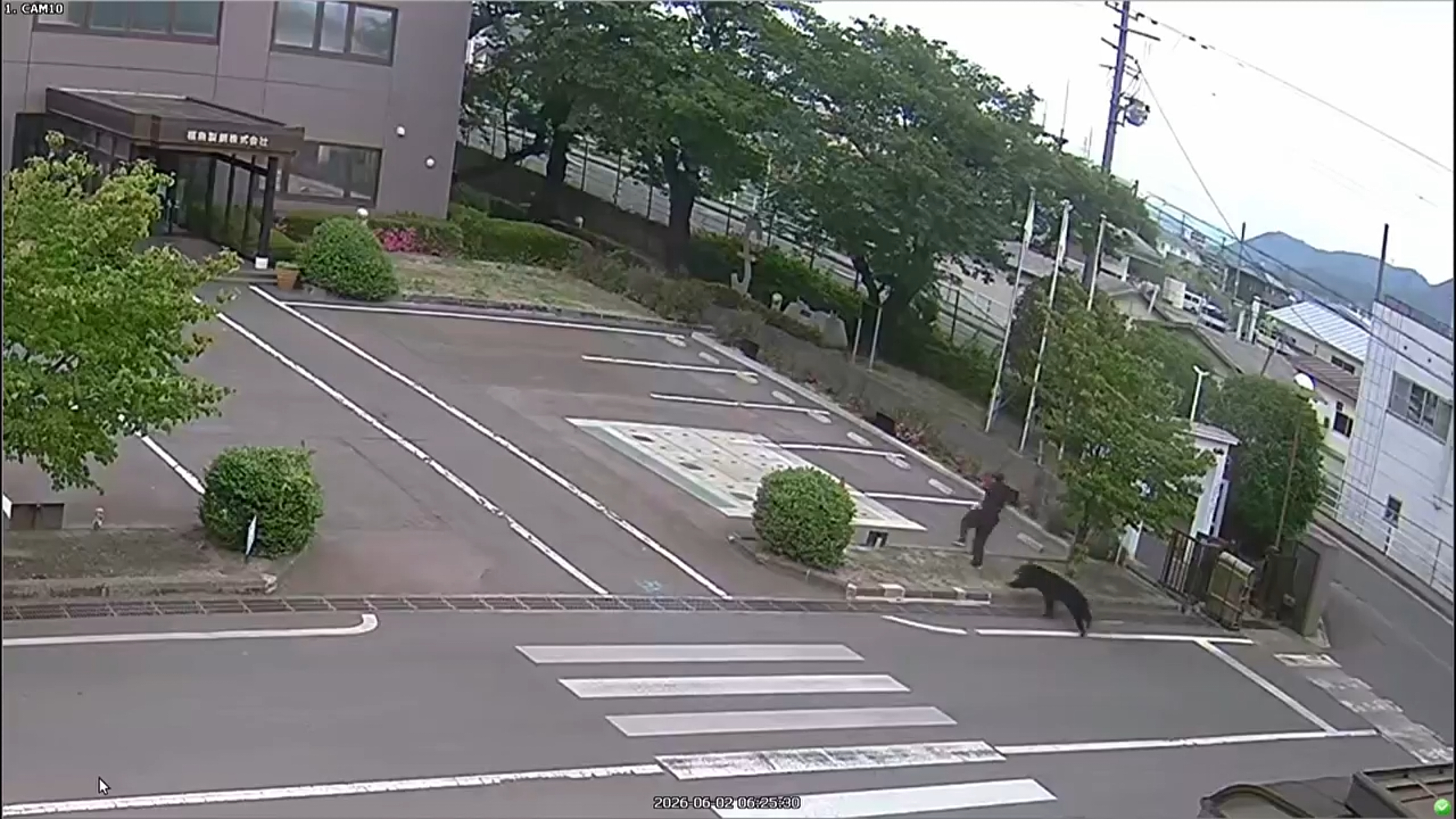 HAOS U JAPANU! Medved povredio četvoro ljudi u stambenom području, SNIMAK JE JEZIV!