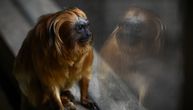 Retki i veoma vredni majmuni ukradeni iz zoološkog vrta: Nakon 11 godina usledio neverovatan obrt!