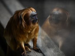Zlatni lavlji tamarin